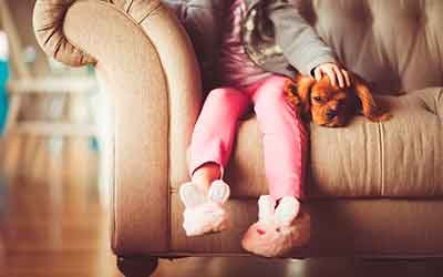 Seguro para perros, ¿es obligatorio tenerlo?