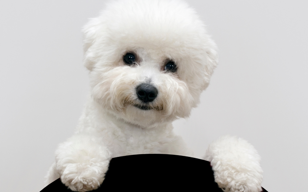 El dueño no responde de los daños causados si su perro muerde a la peluquera canina